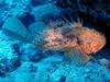 [DOT CD06] Underwater - Spain Cape Creus - Rockfish?