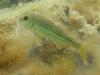 [DOT CD06] Underwater - Spain Cape Creus - Fish