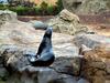 [DOT CD07] Hong Kong Ocean Park - Sea Lion