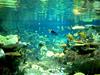 [DOT CD07] Hong Kong Ocean Park - Fishes