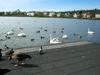[DOT CD07] Iceland Reykjavik - Swans
