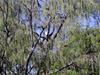 ...d - White-bellied Sea Eagle (Haliaeetus leucogaster)