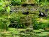 [DOT CD08] Netherlands - Rural Home in Summer - Common Moorhen & chick