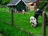 [DOT CD08] Netherlands - Zwartebroek - Pig