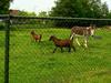[DOT CD08] Netherlands - Zwartebroek - Donkey & Goats