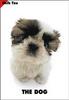 [Dog Breeds] Shih-Tzu