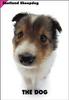 [Dog Breeds] Shetland Sheepdog