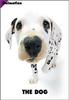 [Dog Breeds] Dalmatian