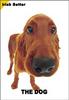 [Dog Breeds] Irish Setter