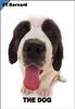 [Dog Breeds] St. Bernard