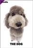 [Dog Breeds] Poodle