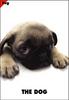 [Dog Breeds] Pug