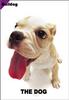 [Dog Breeds] Bulldog