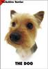 [Dog Breeds] Yorkshire Terrier