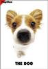 [Dog Breeds] Papillon