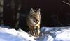 [zFox SWD Animals] Coyote