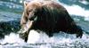 [zFox SWD Animals] Kodiak Bear's Salmon Hunting