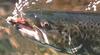 [zFox SWD Animals] Trout fished