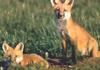 [zFox SWD Animals] Red Foxes
