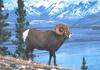 [zFox SWD Animals] Rocky Mountain Bighorn Sheep (Ram)