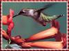 [zFox Bird Series B1] Backyard Birds - Ruby-throated Hummingbird