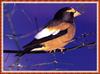 [zFox Bird Series B1] Backyard Birds - Evening Grosbeak