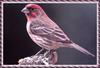 [zFox Bird Series B1] Backyard Birds - House Finch