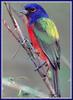 [zFox Bird Series B1] Backyard Birds - Painted Bunting