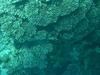 [DOT CD09] Western Australia, Coral Coast