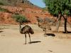 [DOT CD09] Western Australia, Coral Coast - Emu