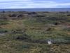 [DOT CD10] Chile Torres del Paine National Park - Magellanic Penguin