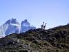 [DOT CD10] Chile Torres del Paine National Park - Guanaco