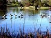 [DOT CD11] Missouri St. Louis Botanical Gardens - Canada Geese