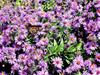 [DOT CD11] Missouri St. Louis Botanical Gardens - Butterfly
