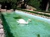 [DOT CD11] Portugal Abrantes - Mute Swan
