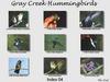 [GrayCreek Hummingbirds] Index 004