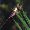 [GrayCreek Hummingbirds] Red-tailed Comet (Sappho sparganura)