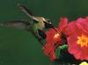 [GrayCreek Hummingbirds] Acrobats of the air