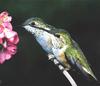 [GrayCreek Hummingbirds] Black-chinned Hummingbird (Archilochus alexandri)