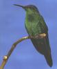 [GrayCreek Hummingbirds] Male Violet-capped Woodnymph (Thalurania glaucopis)