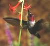 [GrayCreek Hummingbirds] Male Broad-tailed Hummingbird (Selasphorus platycercus)