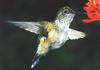 [GrayCreek Hummingbirds] broad-tailed hummingbird (Selasphorus platycercus) female
