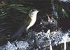 [GrayCreek Hummingbirds] Calliope Hummingbird female (Stellula calliope)