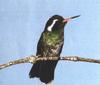 [GrayCreek Hummingbirds] White-eared Hummingbird female (Hylocharis leucotis)