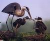 ... Blue Herons; chicks on nest = great blue heron (Ardea herodias)