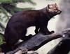 [GrayCreek Scan - North American Wildlife] Amrican Marten