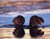[GrayCreek Scan - North American Wildlife] Muskrat