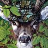 [zFox SDC Illustrations IS09] Jack Graber - Deer