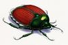 [zFox SDC Illustrations IS09] Tony Nixon - Beetle