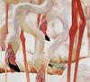 [zFox SDC Illustrations IS09] Wendy Grossman - Flamingo